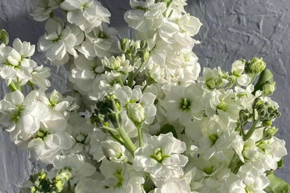 Наши работы