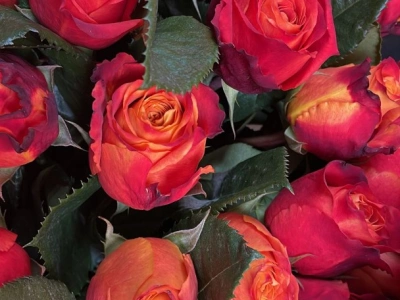 Букет из роз «Атомик»