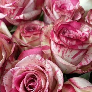 Монобукет «Меджик таймс»