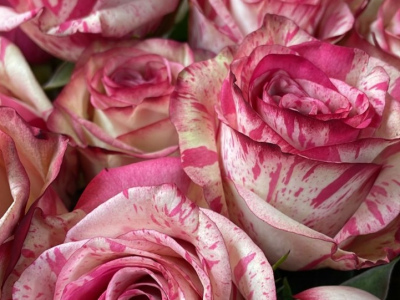 Меджик таймс