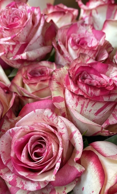 Меджик таймс