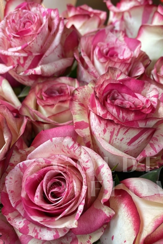 Меджик таймс