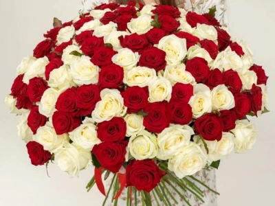 101 красно- белый микс из роз под ленту