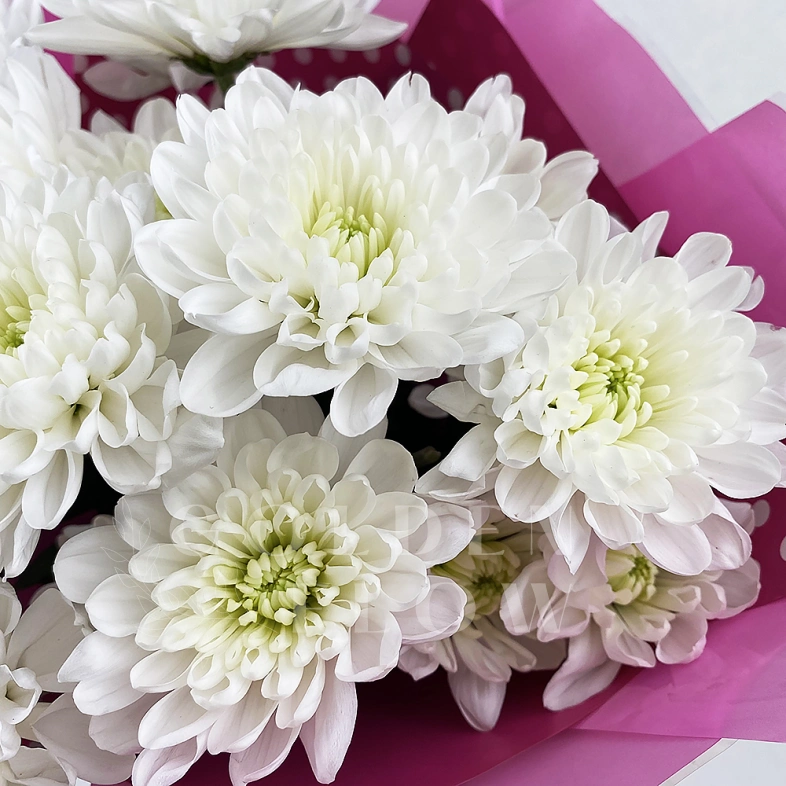 Букет из хризантем &laquo;Ноктюрн&raquo;