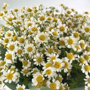 Букет из ромашек &laquo;Утренний привет&raquo; 2