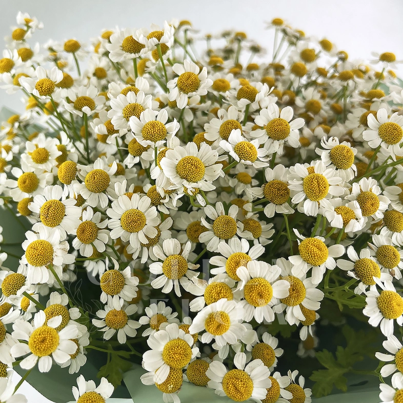 Букет из ромашек &laquo;Утренний привет&raquo;