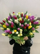 101 тюльпан под ленту 0