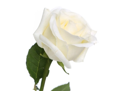 Роза сорта Мондиаль (Mondial)