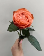 Роза Кахала 0