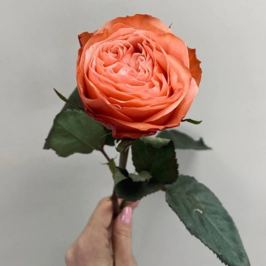 Роза Кахала (Kahala)