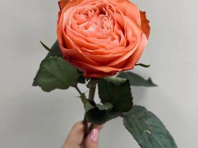 Роза Кахала (Kahala)