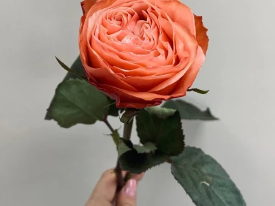 Роза Кахала (Kahala)