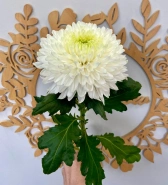 Одноголовая хризантема 0