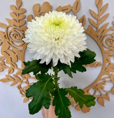 Одноголовая хризантема