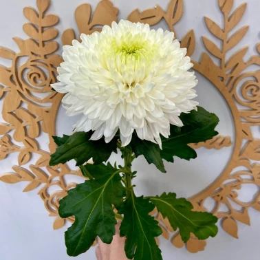 Одноголовая хризантема