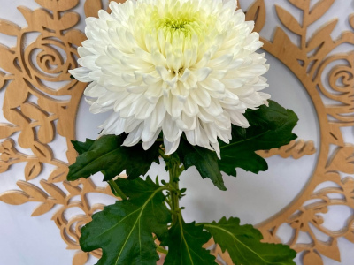 Одноголовая хризантема