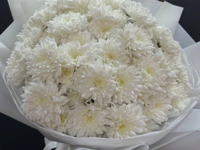 Моно-букет из хризантем «Трепет»