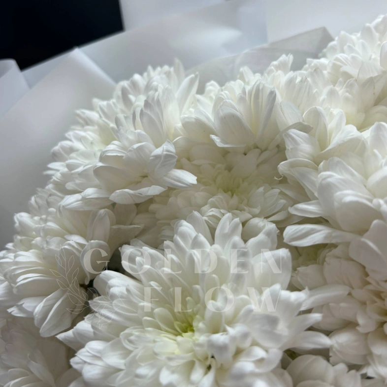 Моно-букет из хризантем &laquo;Трепет&raquo;