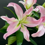Розовая лилия 1