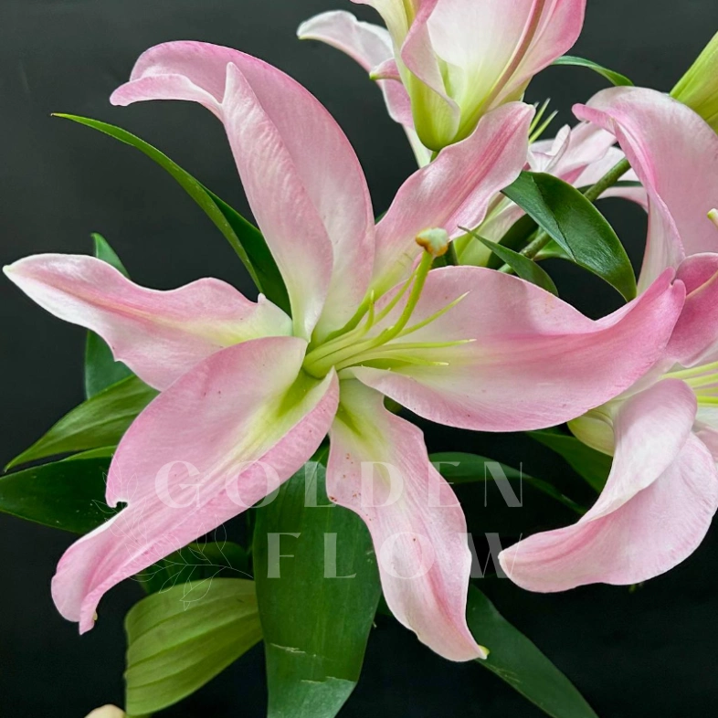 Розовая лилия