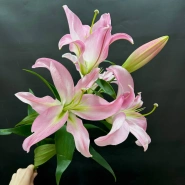 Розовая лилия 0