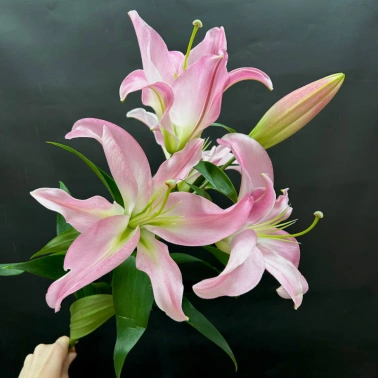 Розовая лилия