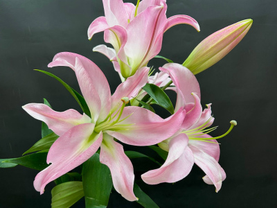 Розовая лилия