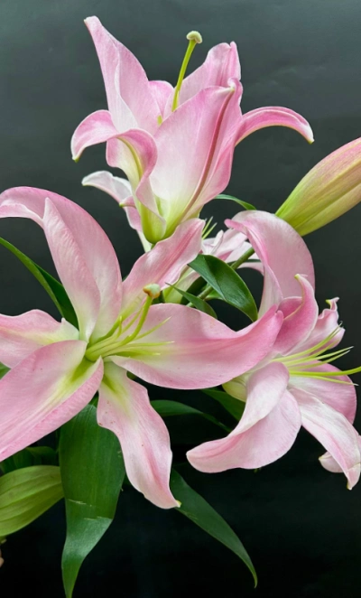 Розовая лилия