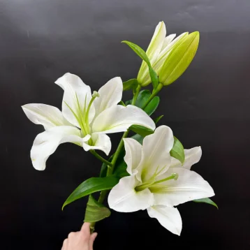 Лилия белая