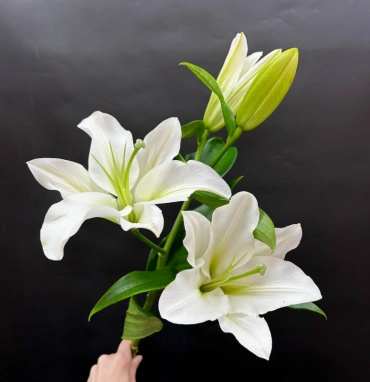 Лилия белая