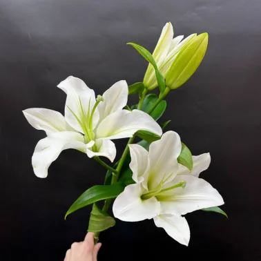 Лилия белая