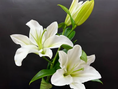 Лилия белая