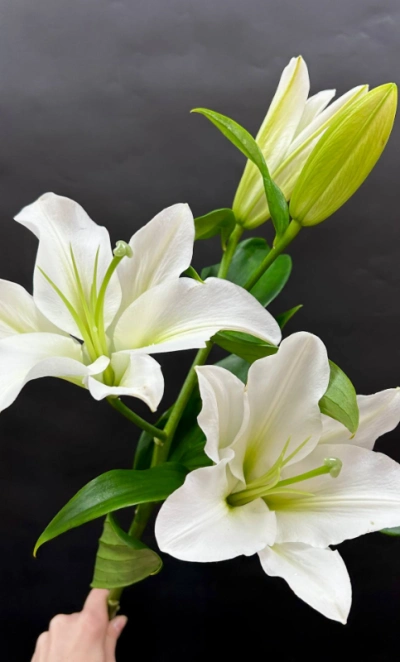 Лилия белая