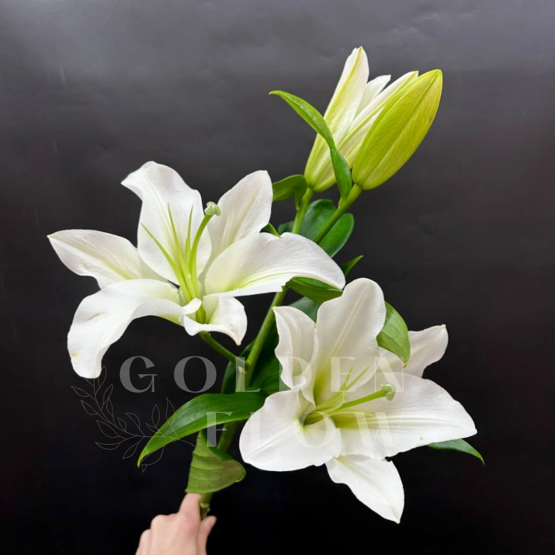 Лилия белая