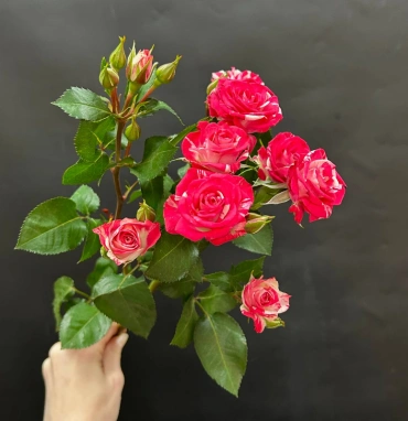 Кустовая роза сорта Fireworks