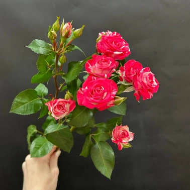 Кустовая роза сорта Fireworks