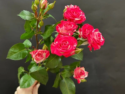 Кустовая роза сорта Fireworks