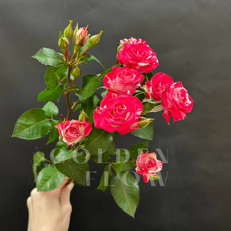 Кустовая роза сорта Fireworks