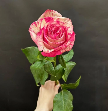 Розовая роза сорта Magic Times