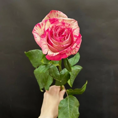 Розовая роза сорта Magic Times