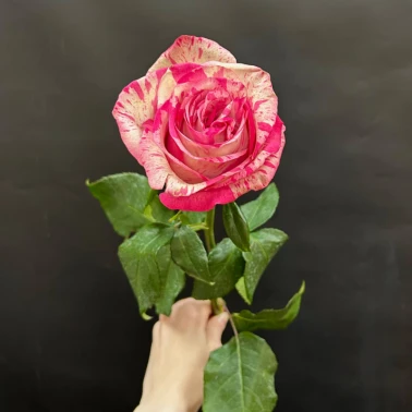 Розовая роза сорта Magic Times