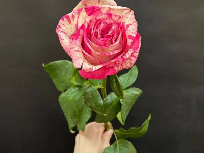 Розовая роза сорта Magic Times