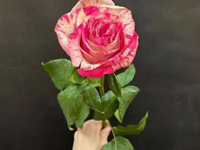 Розовая роза сорта Magic Times