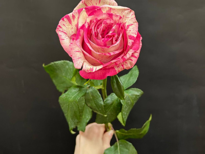 Розовая роза сорта Magic Times