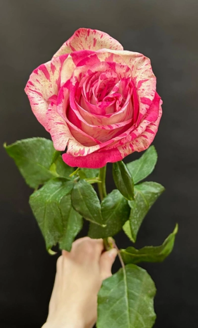 Розовая роза сорта Magic Times