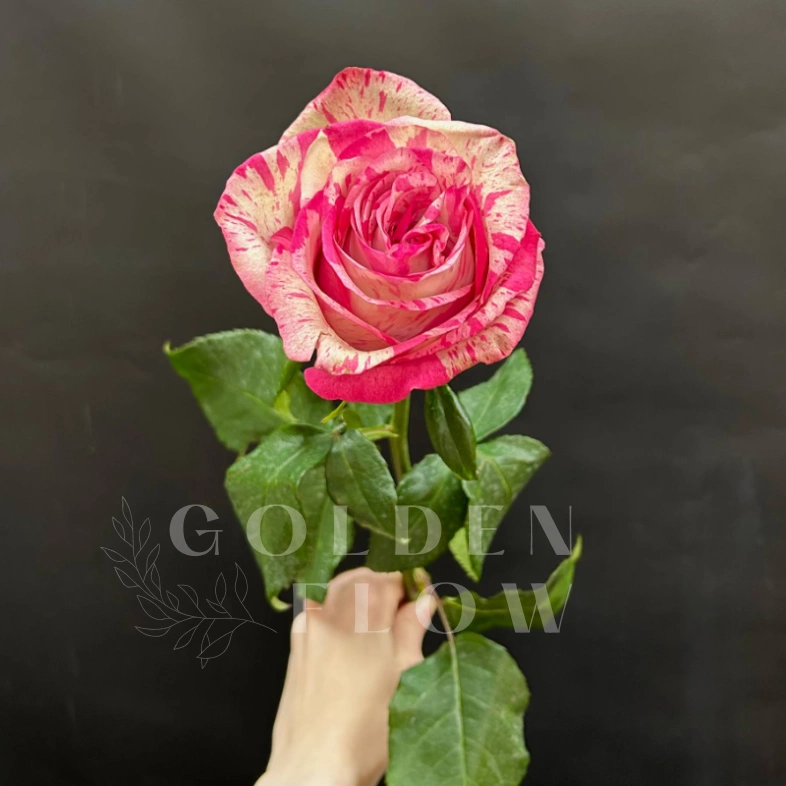 Розовая роза сорта Magic Times