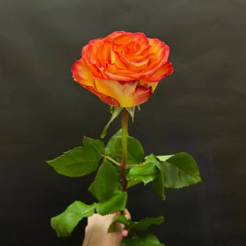 Оранжевая роза сорта High and magic