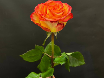 Оранжевая роза сорта High and magic