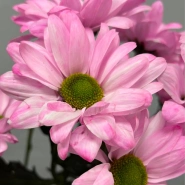Розовая ромашковая хризантема 1