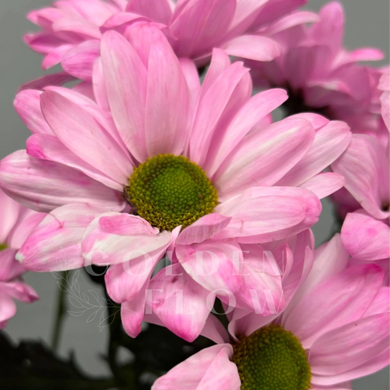 Розовая ромашковая хризантема